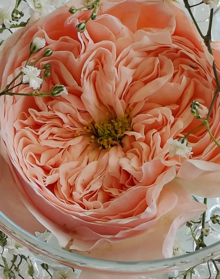 Close-up van een zalmroze tuinroos